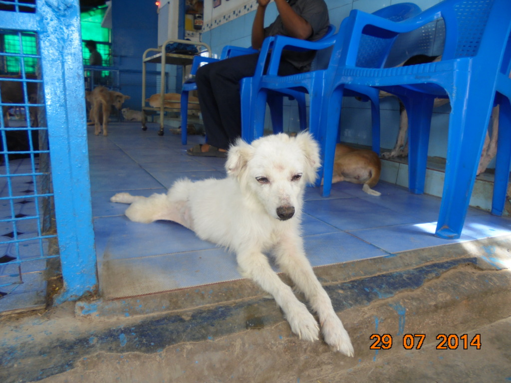 Princess Leela 3 months later. She adored Raja.