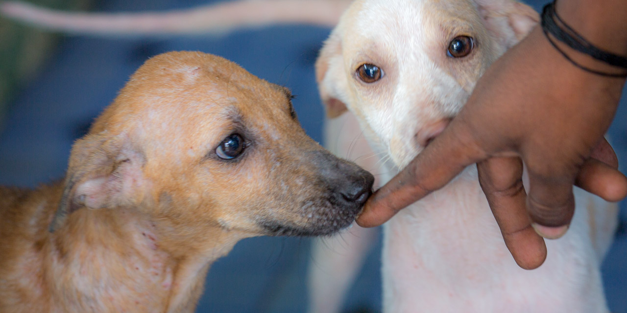 08_20121226115334-RD_20507