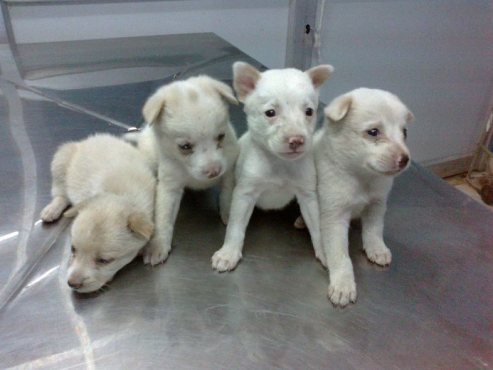 Welcome... Welcome...to our beloved Shelter.